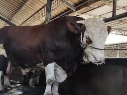 Presiden Prabowo Sumbang 8 Ekor Sapi Kurban di Bangka Belitung