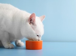Takaran Makanan untuk Kucing Sesuai dengan Usianya dari Anak sampai Dewasa