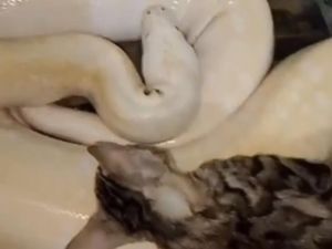 Alasan Bikin Geleng Kepala Pria Gresik Beri Ular Peliharaan Makan Kucing Alasan Bikin Geleng Kepala Pria Gresik Beri Ular Peliharaan Makan Kucing