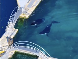 Duh! 2 Orca dan 12 Lumba-lumba Terjebak di Taman Pertunjukan Laut yang Ditutup