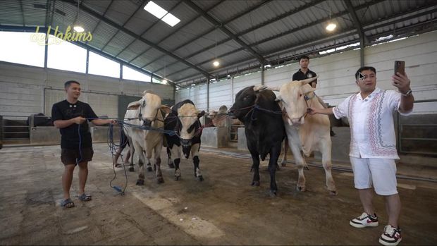 Begini Penampakan Sapi Jumbo Limited Milik Raffi Ahmad untuk Kurban