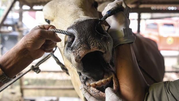 Petugas Dinas Ketahanan Pangan Dan Pertanian Kota Samarinda memeriksa kesehatan mulut sapi kurban yang dijual di Samarinda, Kalimantan Timur, Jumat (23/5/2025). Pemerintah Kota Samarinda memastikan dan menjamin kesehatan hewan kurban yang dijual untuk Idul Adha 1446 H itu bebas dari penyakit. ANTARA FOTO/M Risyal Hidayat/nym.