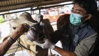 Pemeriksaan Kesehatan Hewan Kurban di Samarinda