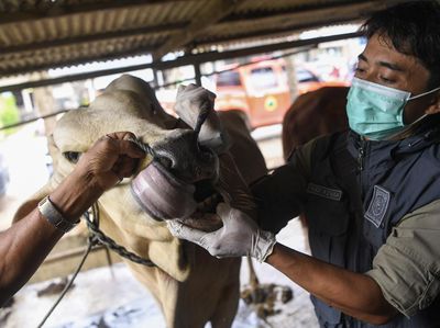 Pemeriksaan Kesehatan Hewan Kurban di Samarinda