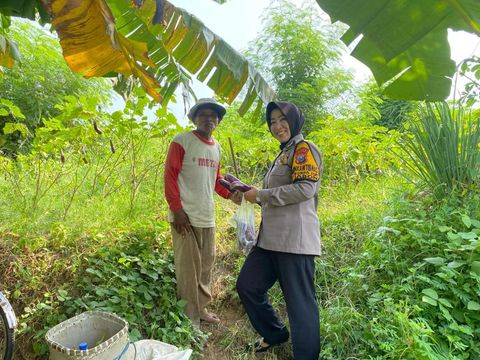 Aiptu Cholifah, Bhabinkamtibmas Polsek Jabon panen terong di Desa Trompoasri