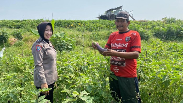 Polresta Sidoarjo Aiptu Cholifah, Bhabinkamtibmas Polsek Jabon panen terong di Desa Trompoasri