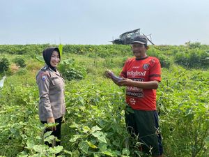 Polwan di Jabon Sidoarjo Ini Panen Terong Bersama Petani Polwan di Jabon Sidoarjo Ini Panen Terong Bersama Petani