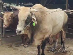 Presiden Prabowo Beli 3 Sapi Kurban asal Binjai, Salah Satunya Berbobot 860 Kg