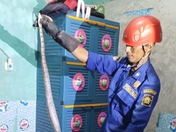 Ular Tikus Dievakuasi di Kulon Progo, Kaget-Ngumpet Saat Lihat Pemilik Rumah