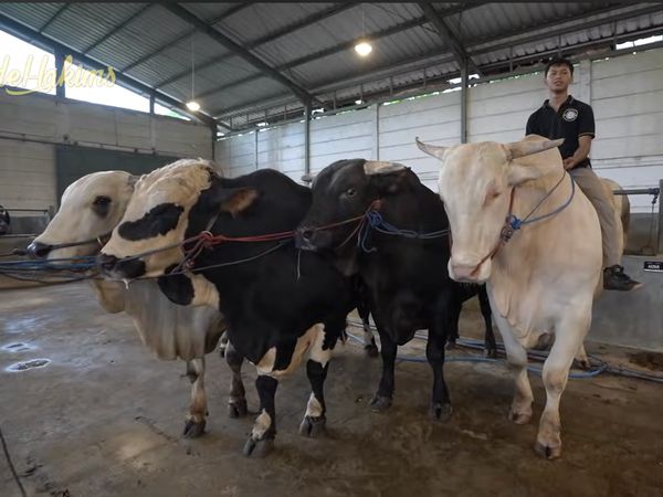 Ini 4 Sapi Jumbo Raffi Ahmad, Ada Jenis Bule Albino hingga Limosin