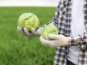 9 Manfaat Sayur Kol untuk Kesehatan Tubuh yang Membantu Kita Hidup Lebih Baik 9 Manfaat Sayur Kol untuk Kesehatan Tubuh yang Membantu Kita Hidup Lebih Baik