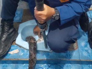 Hiii! Ular Sanca 3 Meter Masuk Kloset Rumah Warga di Bogor Hiii! Ular Sanca 3 Meter Masuk Kloset Rumah Warga di Bogor