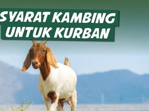 Syarat Kambing untuk Kurban Syarat Kambing untuk Kurban