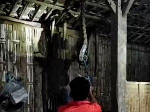 Piton 4 Meter Melilit Usuk Rumah Warga Tulas Klaten Bikin Heboh Piton 4 Meter Melilit Usuk Rumah Warga Tulas Klaten Bikin Heboh