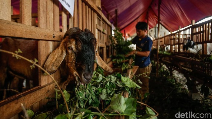 Jelang Idul Adha, Kolong Tol Becakayu Makara Tempat Jualan Hewan Kurban Dua pekan menjelang Idul Adha, geliat pemasaran binatang kurban mulai terasa di aneka macam penjuru Jakarta, salah satunya di area kolong Tol Becakayu.