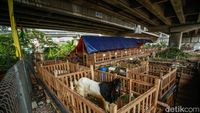 Jelang Idul Adha, Kolong Tol Becakayu Jadi Tempat Jualan Hewan Kurban