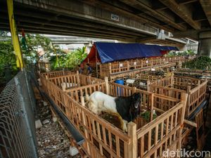 Jelang Idul Adha, Kolong Tol Becakayu Jadi Tempat Jualan Hewan Kurban Jelang Idul Adha, Kolong Tol Becakayu Jadi Tempat Jualan Hewan Kurban