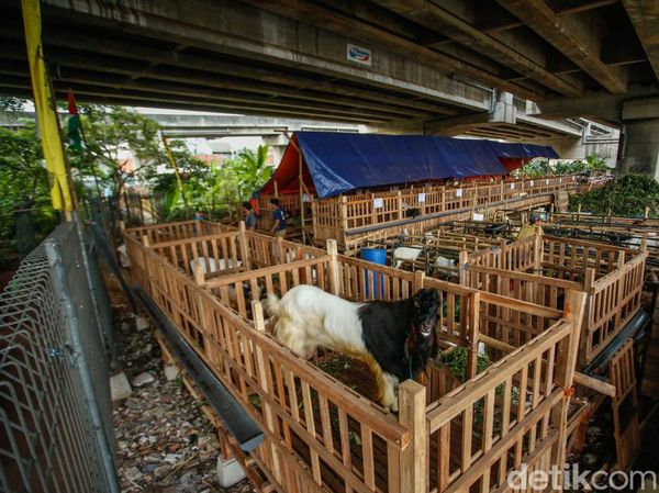 Jelang Idul Adha, Kolong Tol Becakayu Jadi Tempat Jualan Hewan Kurban