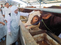 Kondisi Stok Hewan Kurban di Jawa Timur Jelang Idul Adha