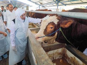 Kondisi Stok Hewan Kurban di Jawa Timur Jelang Idul Adha Kondisi Stok Hewan Kurban di Jawa Timur Jelang Idul Adha