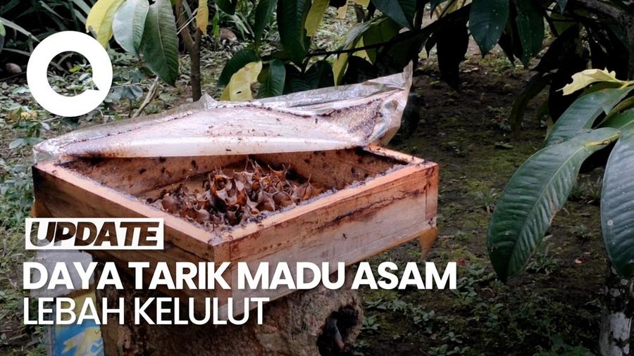 Video: Madu Asam Lebah Kelulut Tanpa Sengat Jadi Magnet Turis Arab
