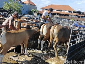 Penjualan Sapi di Pasar Beringkit Masih Lesu Jelang Idul Adha Penjualan Sapi di Pasar Beringkit Masih Lesu Jelang Idul Adha