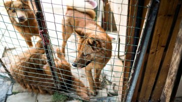 Skandal Kuliner: Wanita Adopsi Anjing untuk Dimasak