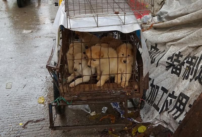 Wanita Ini Ketahuan Adopsi Anjing untuk Dimasak Jadi Makanan