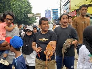 Warga Bawa Hewan Peliharaan ke CFD Depok: Olahraga Sambil Jemur Iguana Warga Bawa Hewan Peliharaan ke CFD Depok: Olahraga Sambil Jemur Iguana