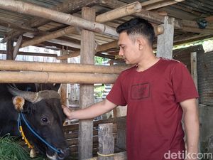 Alex, Sapi 6 Kuintal dari Mataram yang Dibeli Prabowo untuk Kurban Alex, Sapi 6 Kuintal dari Mataram yang Dibeli Prabowo untuk Kurban
