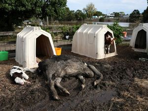 Dampak Banjir di Australia, Puluhan Sapi Tewas Terkubur Lumpur Dampak Banjir di Australia, Puluhan Sapi Tewas Terkubur Lumpur