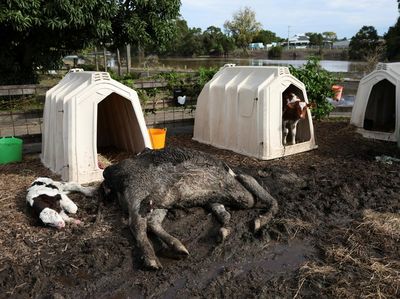 Dampak Banjir di Australia, Puluhan Sapi Tewas Terkubur Lumpur