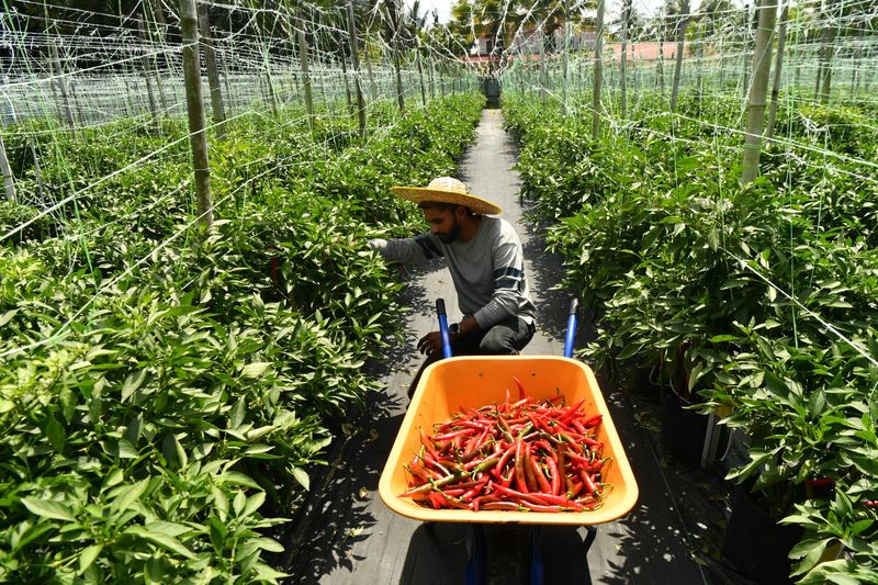 Jadi Petani Cabai, Mantan Insinyur Raup Rp 193 Juta Tiap Musim Tanam