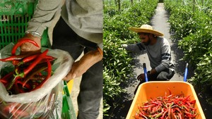 Jadi Petani Cabai, Mantan Insinyur Raup Rp 193 Juta Tiap Musim Tanam