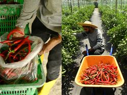 Jadi Petani Cabai, Mantan Insinyur Raup Rp 193 Juta Tiap Musim Tanam