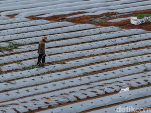Lahan Sitaan BLBI di Depok Diolah Jadi Kawasan Ketahanan Pangan