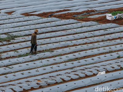 Lahan Sitaan BLBI di Depok Diolah Jadi Kawasan Ketahanan Pangan
