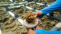 Melihat Pembibitan dan Penanaman Terumbu Karang di Pulau Pramuka