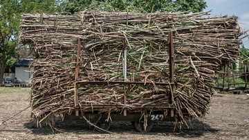 Berita dari Detik Finance: Genjot Produksi Tebu-Kopi, Kementan Bakal Tebar Bibit Unggul ke Petani Rp 5,5 T
