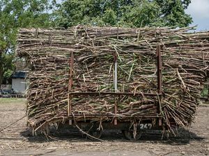Genjot Produksi Tebu-Kopi, Kementan Bakal Tebar Bibit Unggul ke Petani Rp 5,5 T