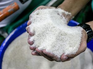 Produksi Gula RI Diprediksi Tembus 2,9 Juta Ton Produksi Gula RI Diprediksi Tembus 2,9 Juta Ton