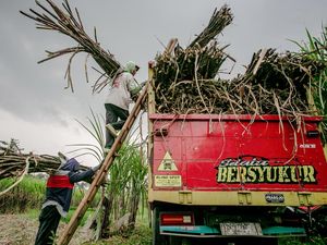Kementan: Siapapun Boleh Investasi Gula, Lahan-Perizinan Kami Siapkan! Kementan: Siapapun Boleh Investasi Gula, Lahan-Perizinan Kami Siapkan!