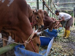 DKPP Sumsel Imbau Warga Beli Hewan Kurban di Tempat Penjualan Resmi