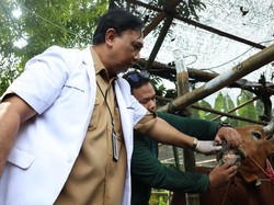 Sejumlah Lapak Hewan Kurban di Surabaya Mulai Didatangi Petugas