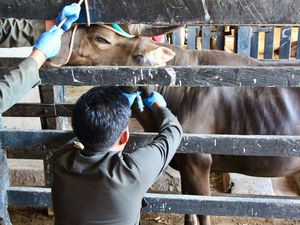 2.939 Sapi Kurban di Parepare Dikirim ke Kalimantan Jelang Idul Adha 2.939 Sapi Kurban di Parepare Dikirim ke Kalimantan Jelang Idul Adha