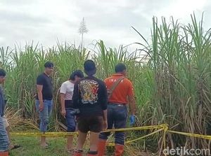 Polisi Cari Bukti Pendukung Dugaan Pembunuhan Santi di Lahan Tebu Polisi Cari Bukti Pendukung Dugaan Pembunuhan Santi di Lahan Tebu