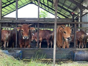 Video: Hati-hati Sapi Gelonggongan saat Memilih Hewan Kurban Video: Hati-hati Sapi Gelonggongan saat Memilih Hewan Kurban