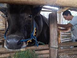 Mataram Kebagian Sapi Kurban Presiden Prabowo Berbobot 6 Kuintal