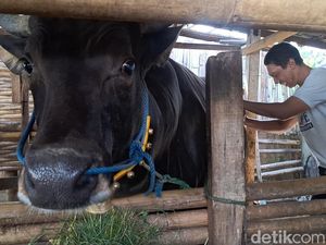 Mataram Kebagian Sapi Kurban Presiden Prabowo Berbobot 6 Kuintal Mataram Kebagian Sapi Kurban Presiden Prabowo Berbobot 6 Kuintal