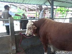 Ini Si Gemoy, Sapi Simental yang Dibeli Prabowo dari Peternak Lumajang